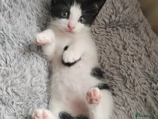 Mixed Breed cats All kittens reserved - Advert 18