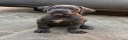 Cane Corso dogs for sale: X-Man Bloodline, Pedigree Cane Corso Puppies - Advert 19