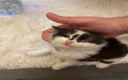 Turkish Angora cats for sale: Turkish angora kitten  - Image 14
