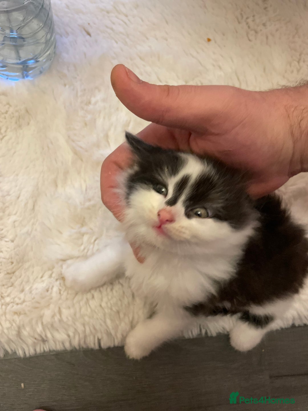 Turkish Angora cats for sale: Turkish angora kitten  - Image 14