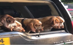 Bracco Italiano dogs for sale: Adorable Bracco Puppies Due 3rd October  - Image 8