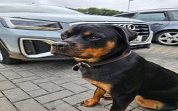 Rottweiler dogs for sale: Beautiful Rottweiler  - Image 7