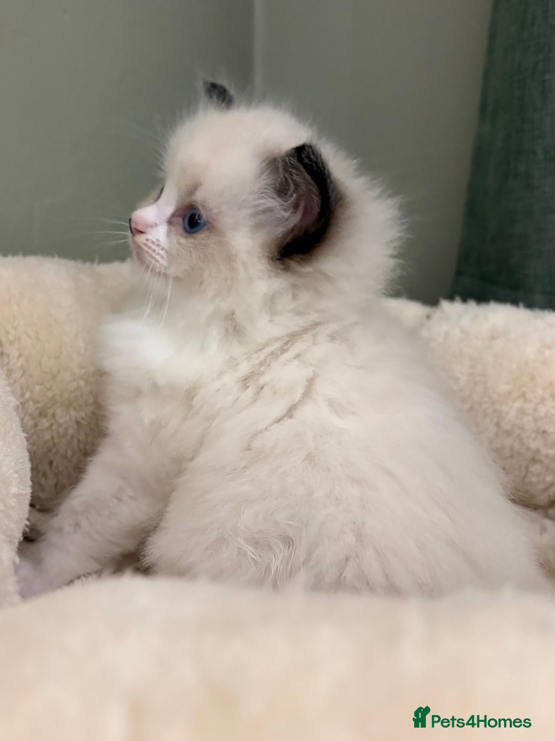 Ragdoll cats for sale: Gccf ragdolls ready 12th Jan  - Advert 4