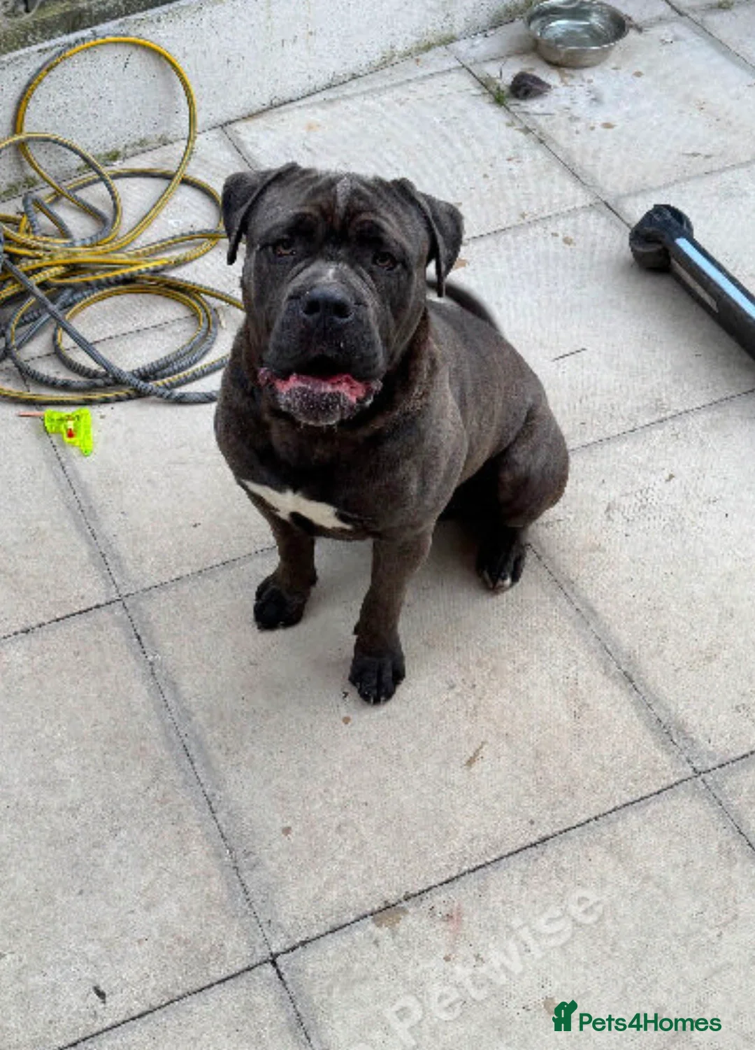 Cane Corso dogs for sale: Male Cane Corso 16 months old.  in Morecambe - Advert 7