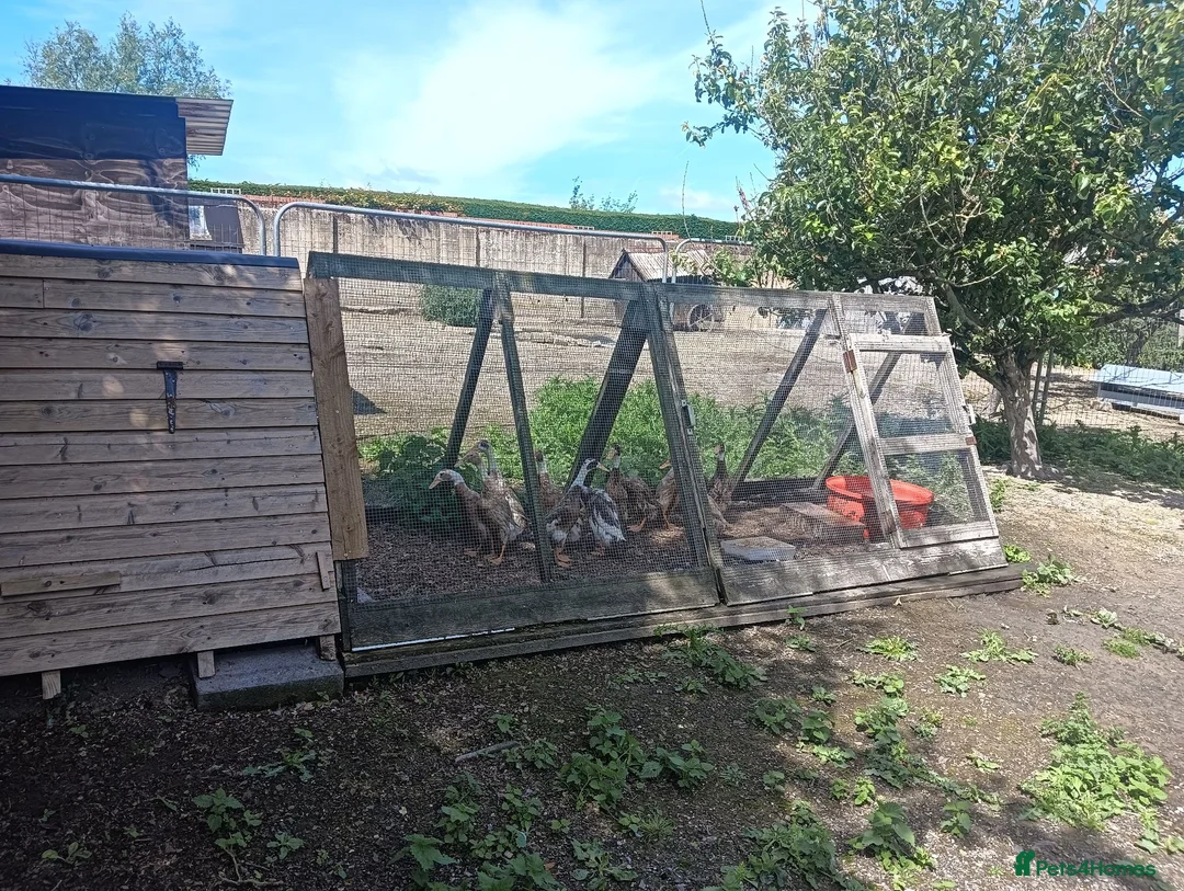 Ducks poultry for sale: POL Indian Runner Ducks - Advert 4