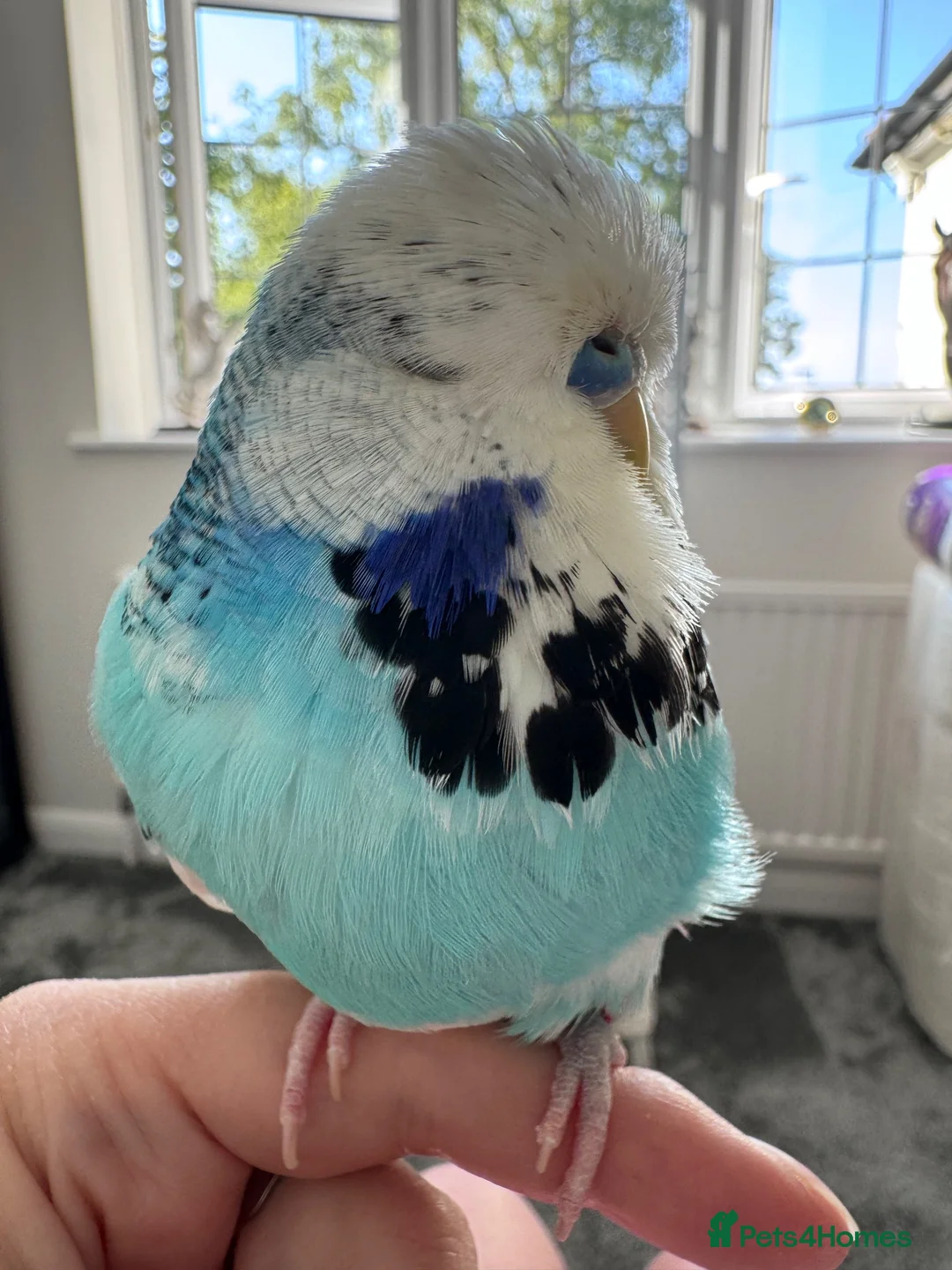 Budgerigars birds for sale: Beautiful Tame Male Exhibition Budgie  - Advert 1