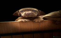 Hungarian Vizsla dogs for sale: Hungarian Vizsla - Image 15