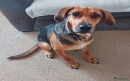 Mixed Breed dogs for adoption: Ruby is looking for her forever home - Image 1