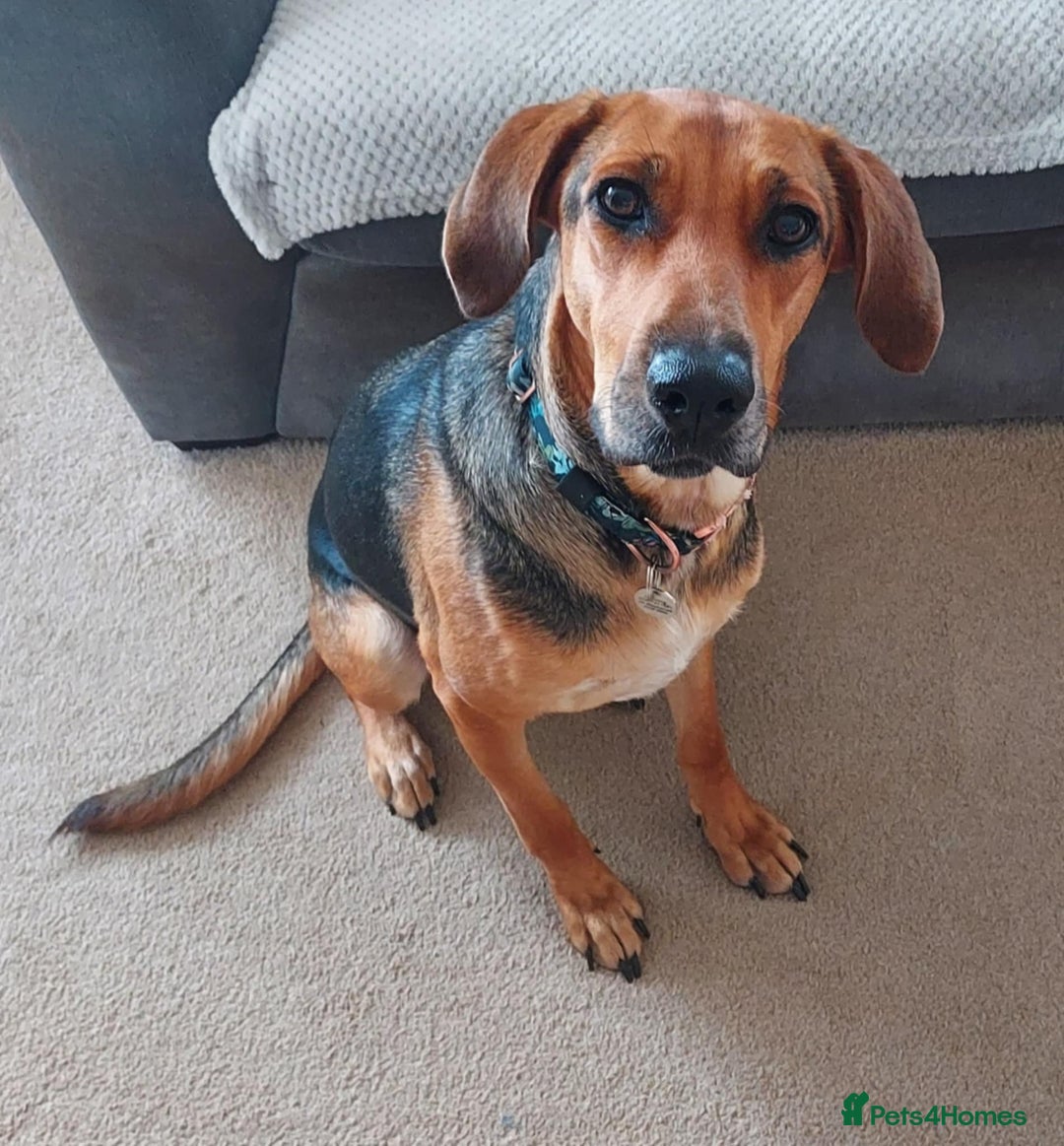 Mixed Breed dogs for adoption: Ruby is looking for her forever home - Image 1