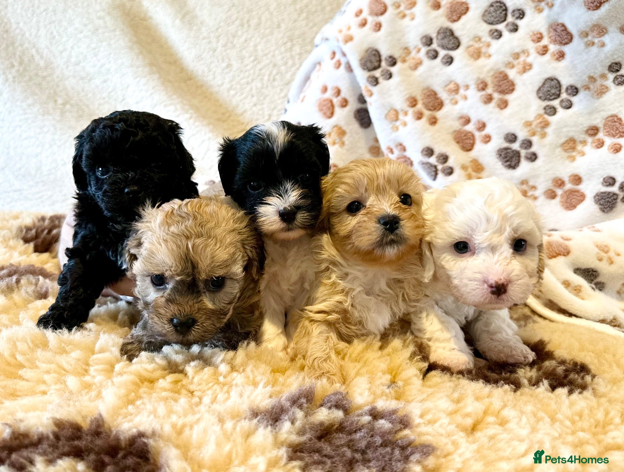 Mixed Breed dogs Beautiful Litter of Shihpoochon Puppies - Advert 2