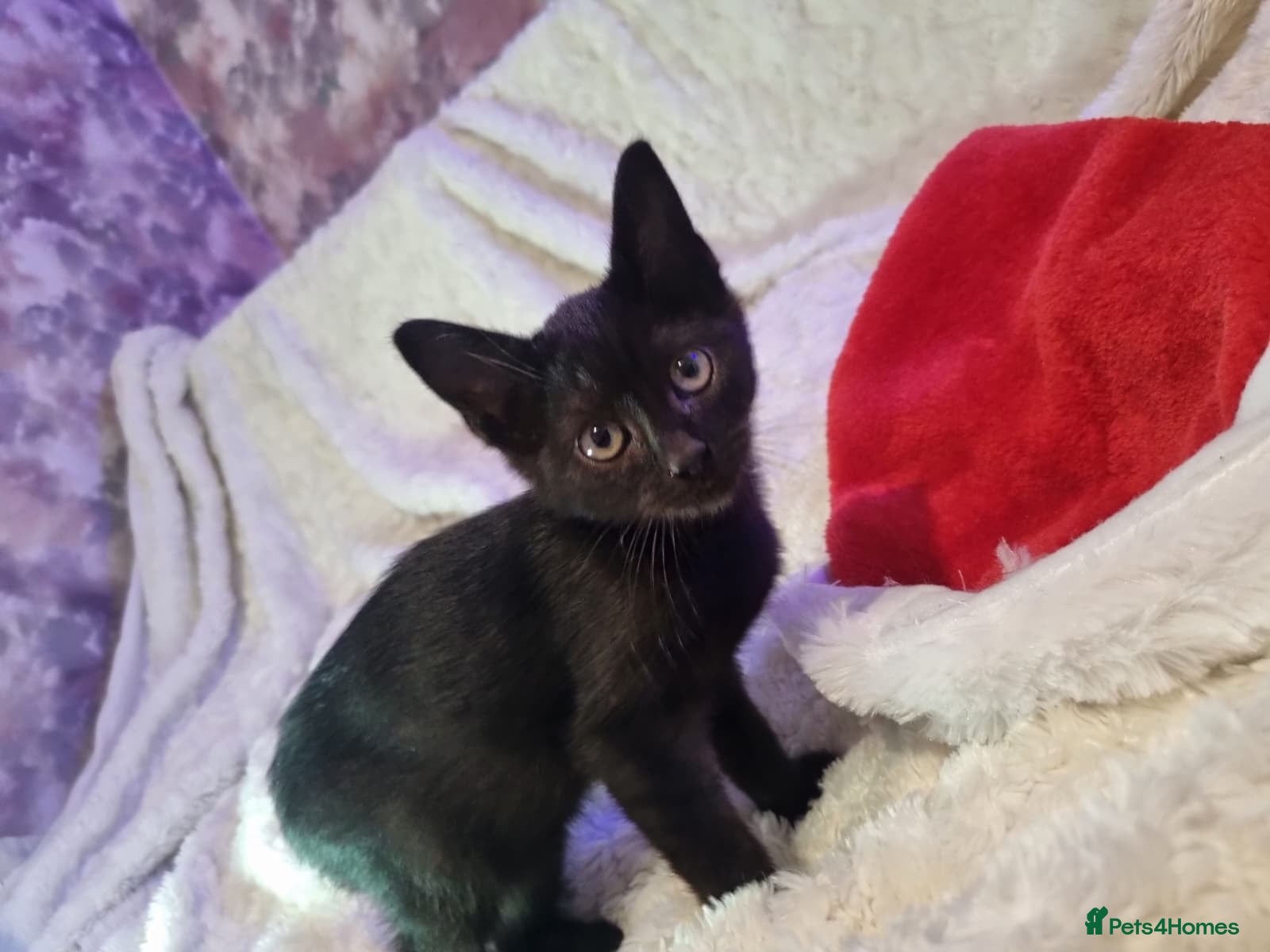 Lykoi cats Lykoi British short-haired kittens - Advert 5