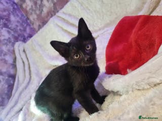 Lykoi cats Lykoi British short-haired kittens - Advert 5