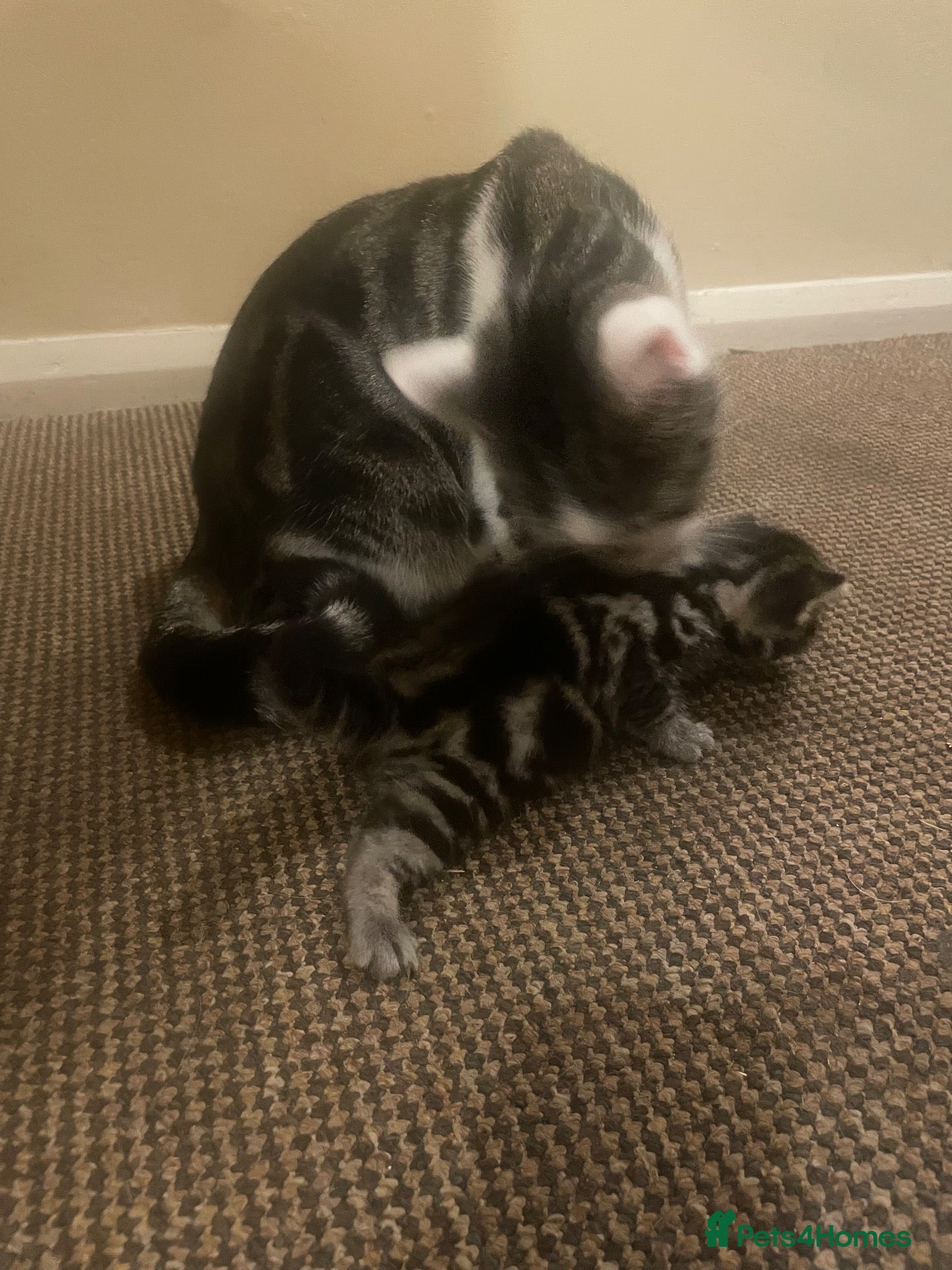 Domestic Shorthair cats Beautiful fluffy Tabby kitten available  - Advert 1