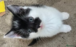 Mixed Breed cats for sale: 4 beautiful boy kittens  - Image 6