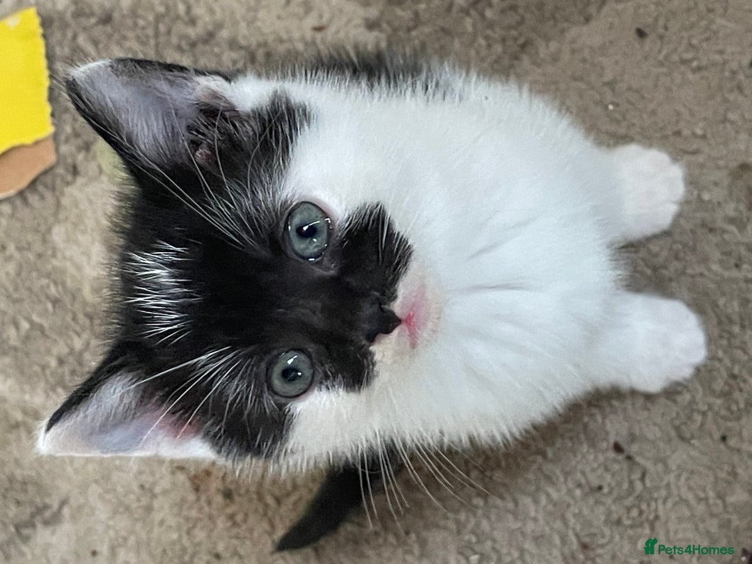 Mixed Breed cats for sale: 4 beautiful boy kittens  - Image 6