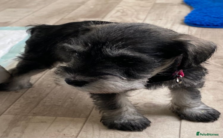 Miniature Schnauzer dogs - Advert 11
