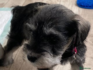 Miniature Schnauzer dogs - Advert 1