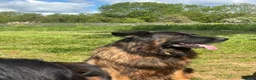 German Shepherd dogs for sale: Stunning GSD working line puppies  - Advert 1