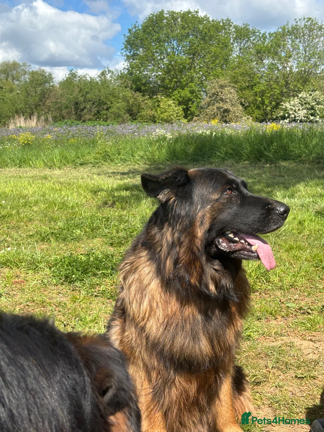 German Shepherd dogs for sale: Stunning GSD working line puppies  - Advert 1