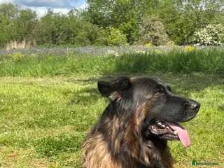 German Shepherd dogs Stunning GSD working line puppies - Advert 6