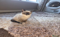 Siamese cats for sale: Siamese kitten - Advert 5