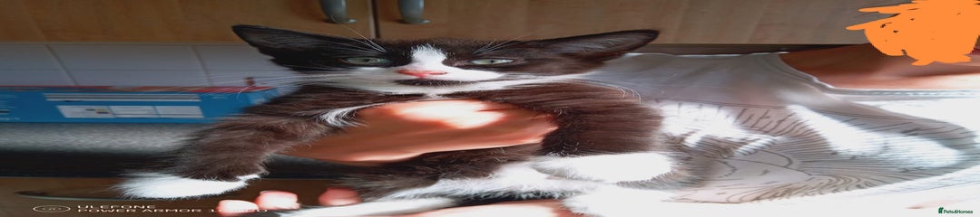 Mixed Breed Kitten 1
