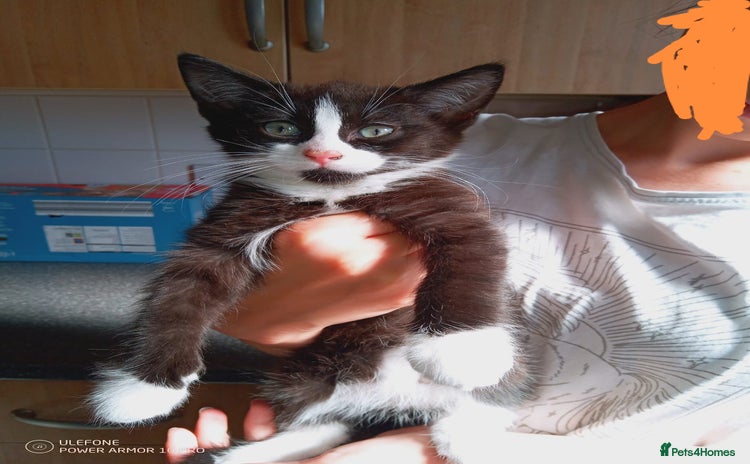 Mixed Breed cats - Advert 2