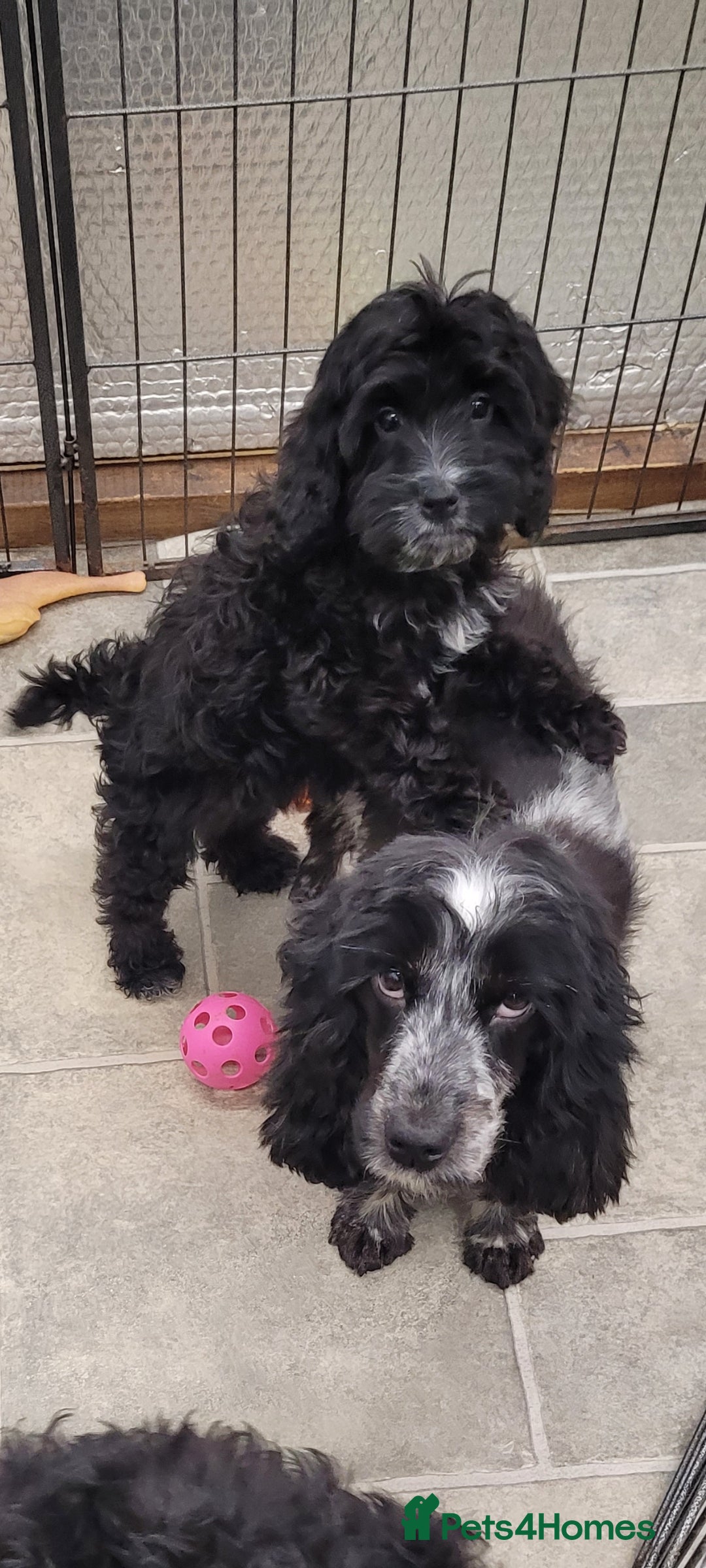 Cockapoo dogs for sale: 3 Stunning Black Girls F1 Show type cockapoos - Advert 34