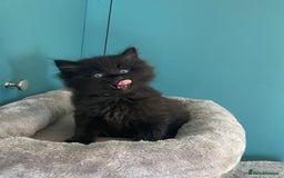 Ragdoll cats for sale: Ragdoll Cross Kittens – £300 each - Image 17