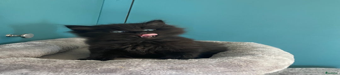 Ragdoll Kitten - Pink Collar