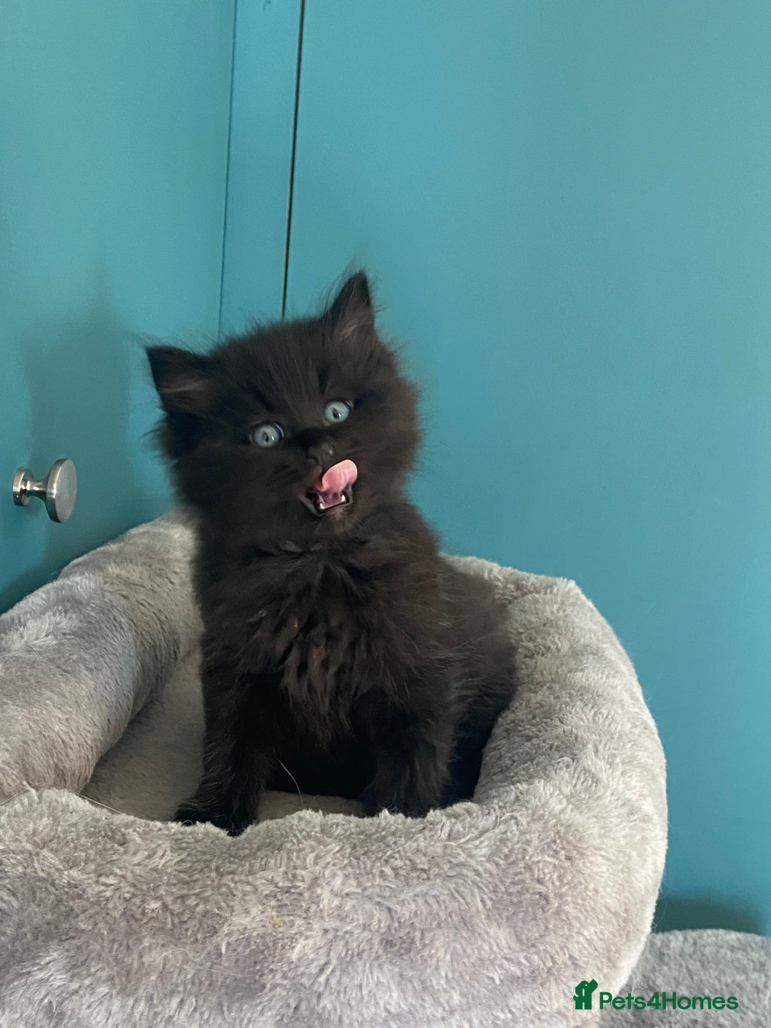 Ragdoll cats for sale: Ragdoll Cross Kittens – £300 each - Image 17