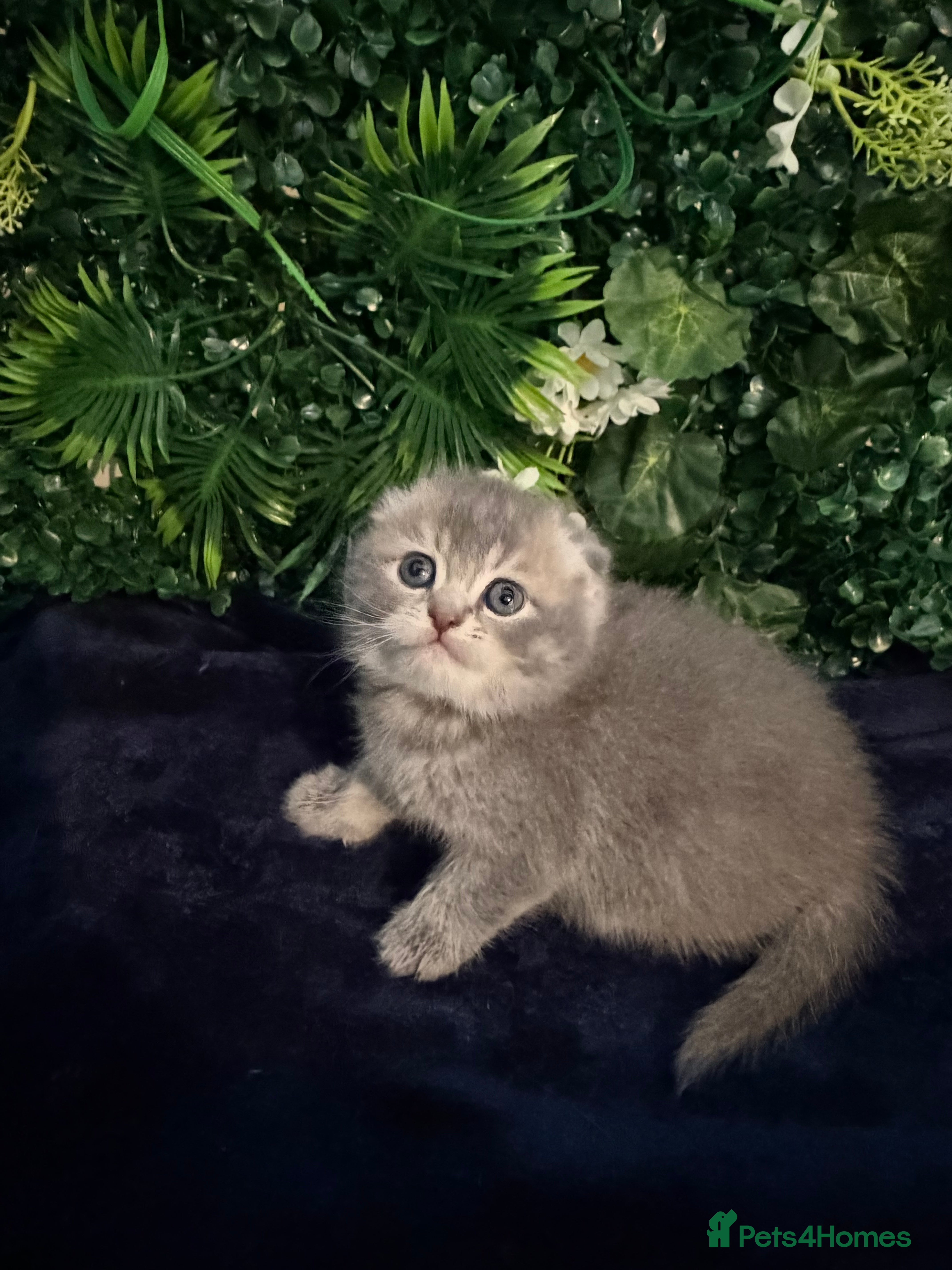 Scottish Fold cats Champion Bloodlines Scottish Straight/Fold Kittens - Advert 3