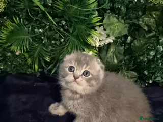 Scottish Fold cats Champion Bloodlines Scottish Straight/Fold Kittens - Advert 3