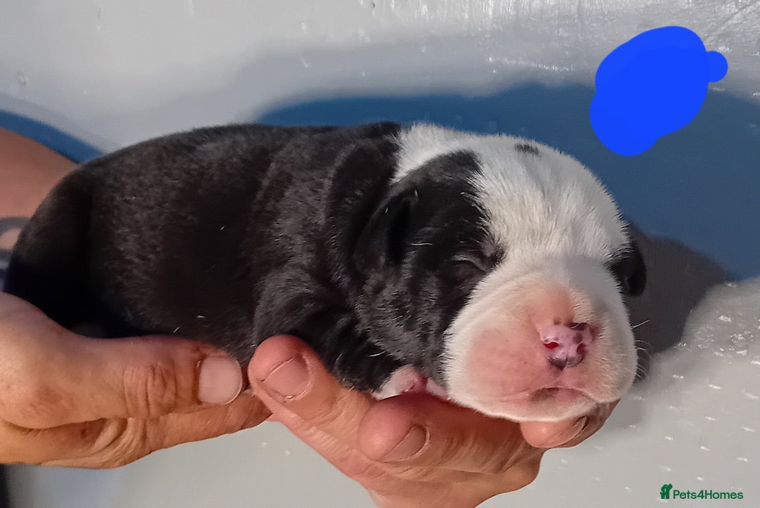 Mixed Breed dogs for sale: Taylors Minidane (Bulldane) Pups Available  - Image 21