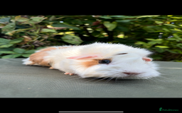 Guinea Pig rodents for sale: 2 pairs and Kavee cage - Image 5