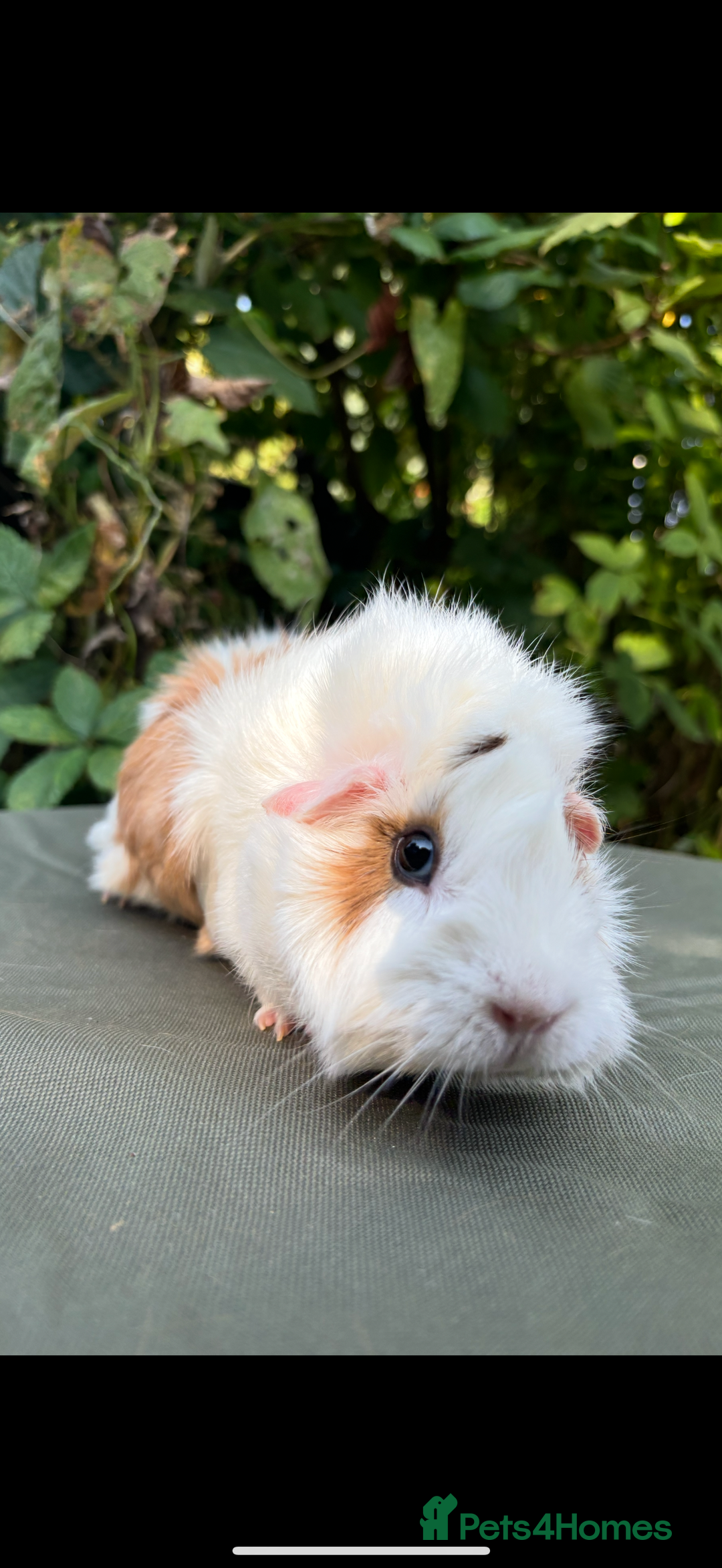 Guinea Pig rodents for sale: 2 pairs and Kavee cage - Image 5