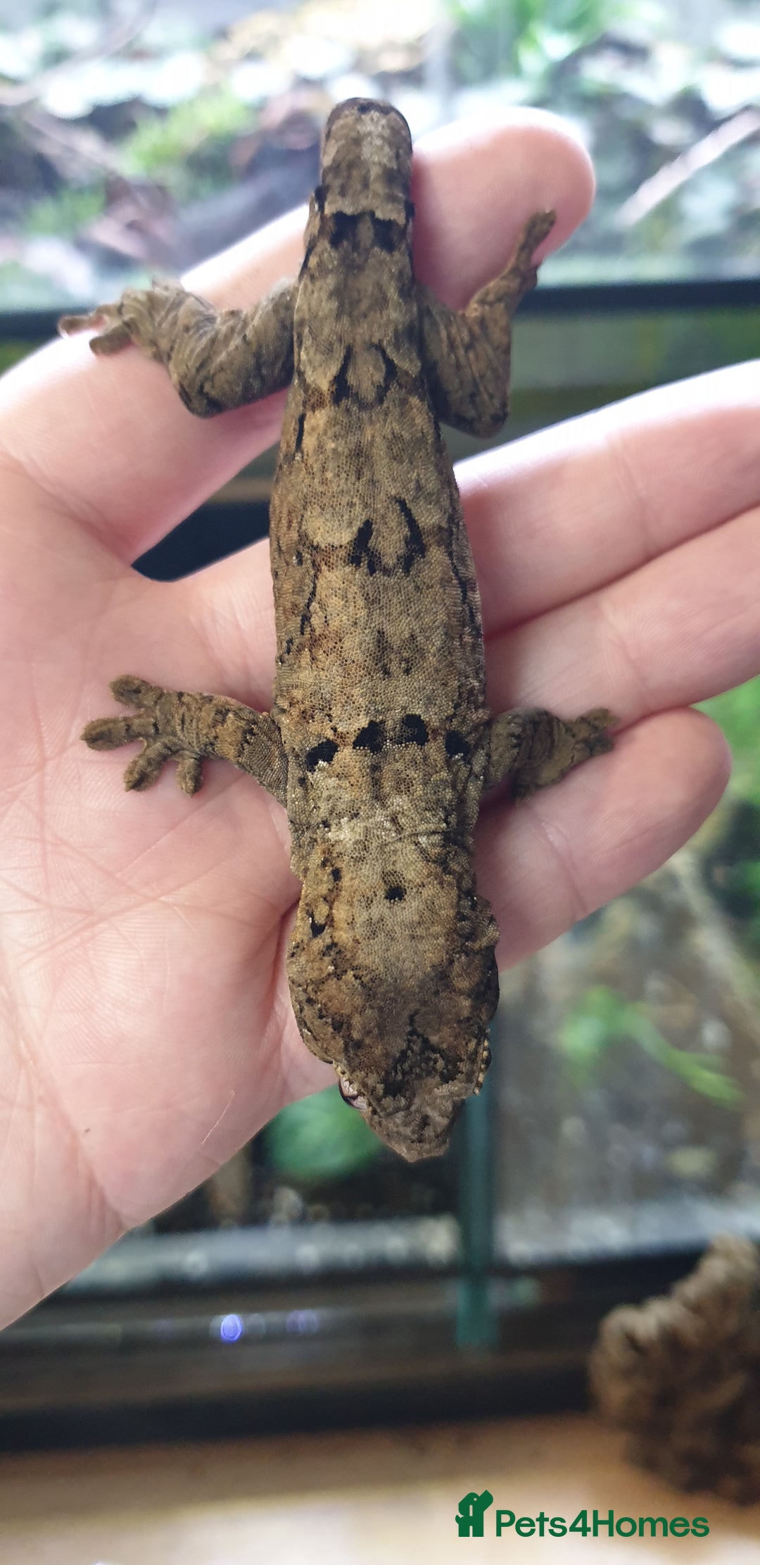 Gecko reptiles for sale: CB2025 Mainland chahoua (mossy gecko) - Advert 3