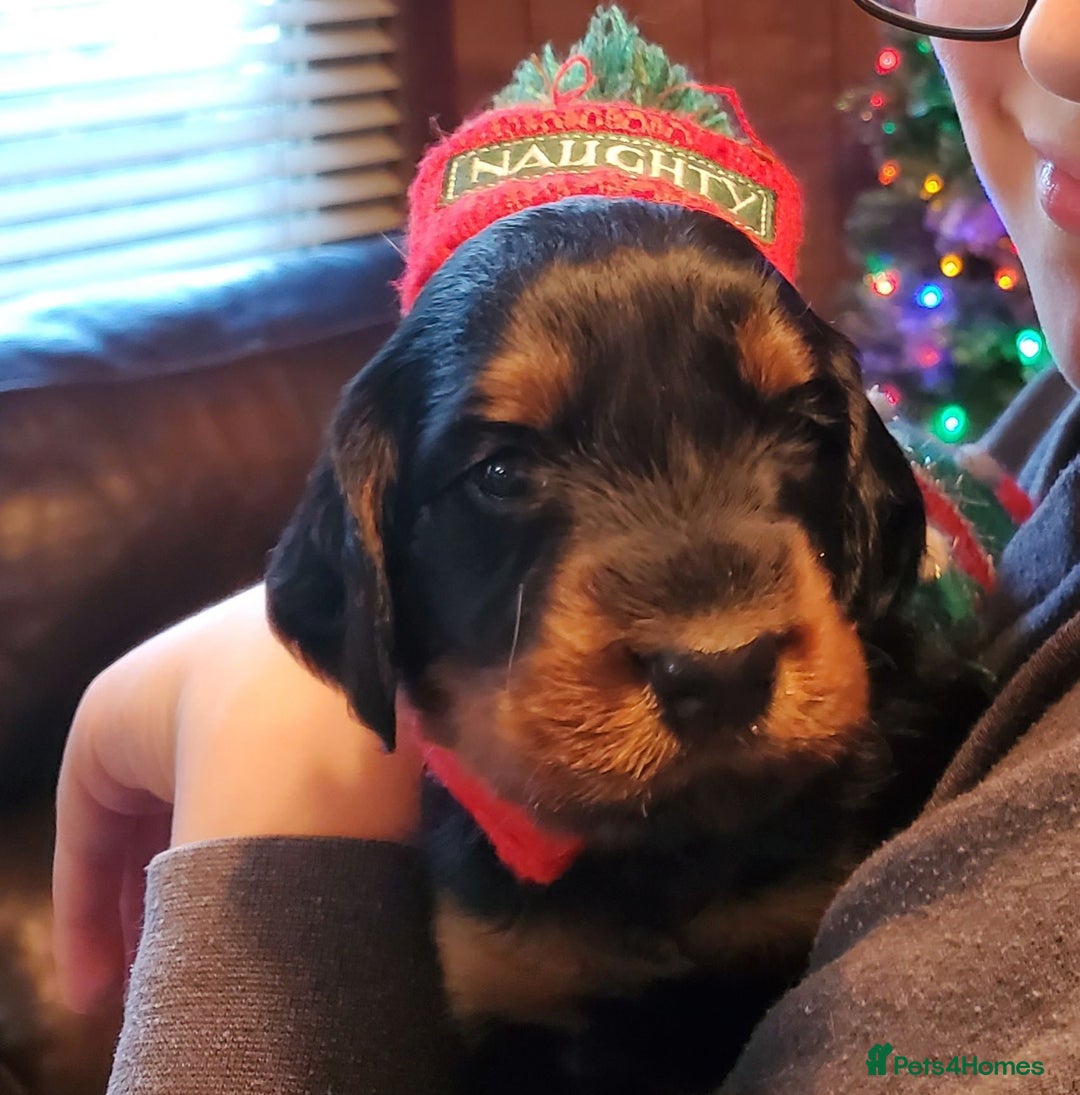 Gordon Setter dogs for sale: 🐾 Gordon Setter Puppies Raised in Our Home 🐾 - Advert 7