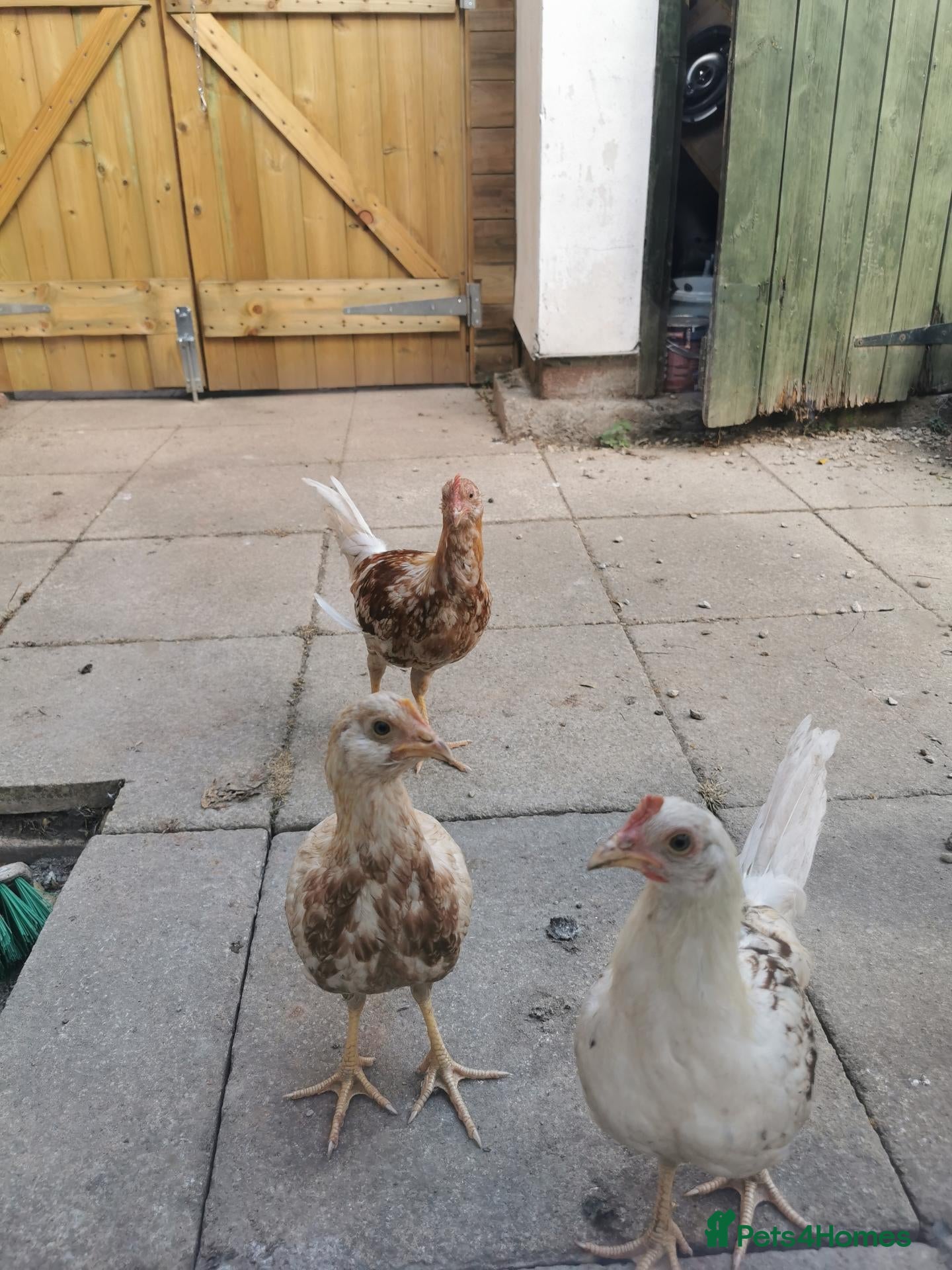 Chickens poultry Warren x well summer - Advert 17