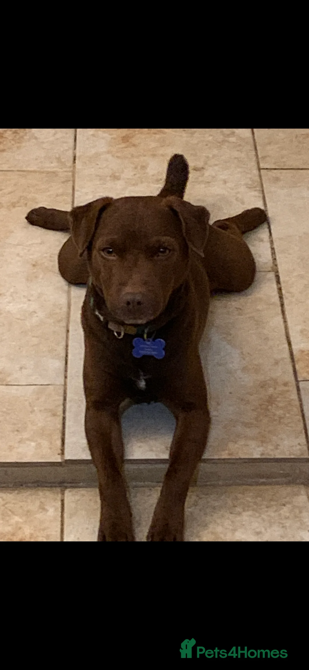 Patterdale Terrier dogs for sale: Female Patterdale puppy for sale last one  - Advert 2