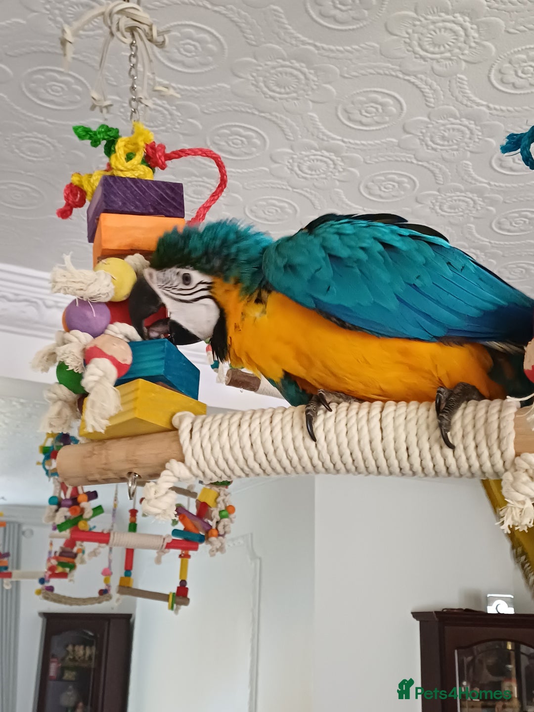 Macaws birds for sale: Blue & Gold Macaw For Sale - Image 3