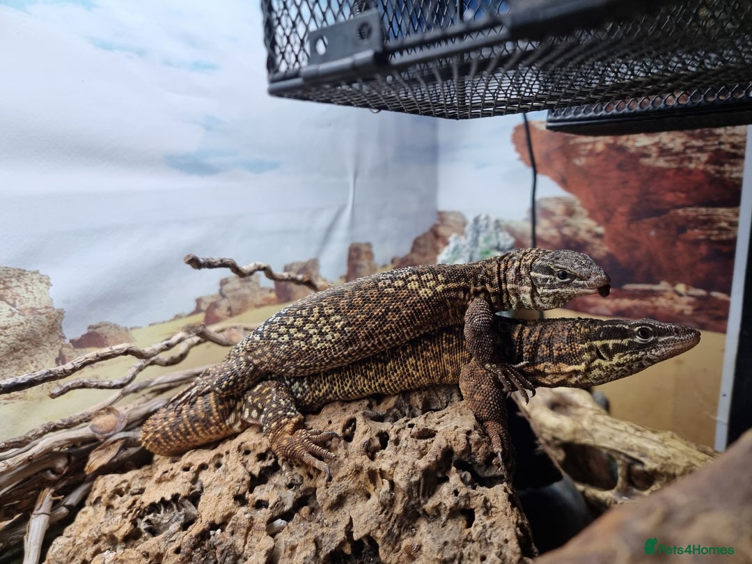 Monitor reptiles for sale: Two yellow ring spiny tailed ackies, and vivarium - Advert 3