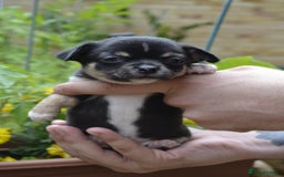 Chihuahua dogs for sale: 3 very beautiful puppy's  - Image 10