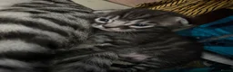 Bengal cats for sale: Bengal Kittens for sale in Haddington - Advert 13