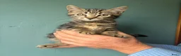 Mixed Breed cats for sale: Gorgeous kittens  - Advert 7