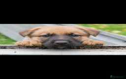 German Shepherd dogs for sale: German Shepherd puppy family guard dogs - Image 6