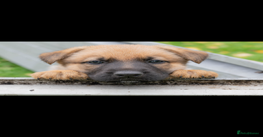 German Shepherd dogs - Advert 14