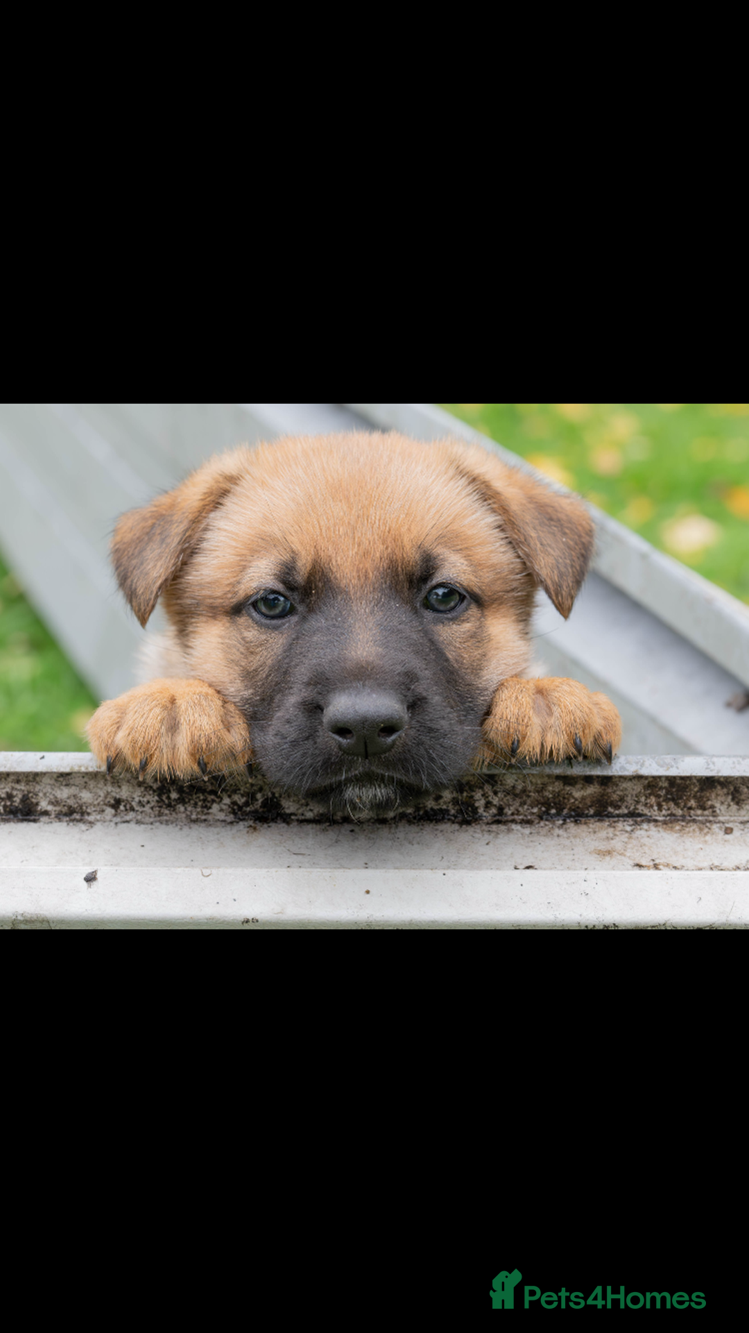 German Shepherd dogs for sale: German Shepherd puppy family guard dogs - Image 6