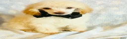 Toy Poodle dogs for sale: *REDUCED* ONLY ONE BOY AVAILABLE - Advert 14