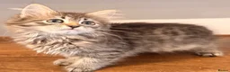 Siberian cats for sale: New imported lines Siberian kittens - Advert 7